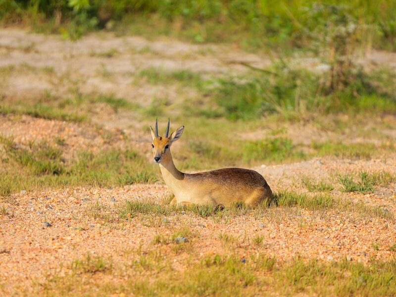 Antelope in Ugandan savanna