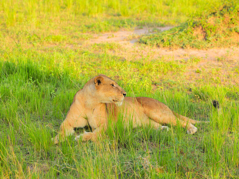 Lioness resting in grass