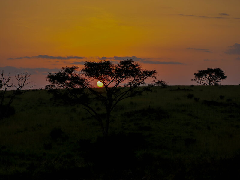 Sunset with acacia tree silhouette