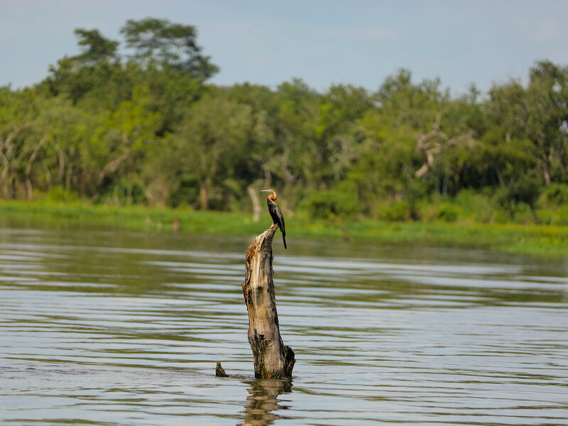 African Darter bird on water
