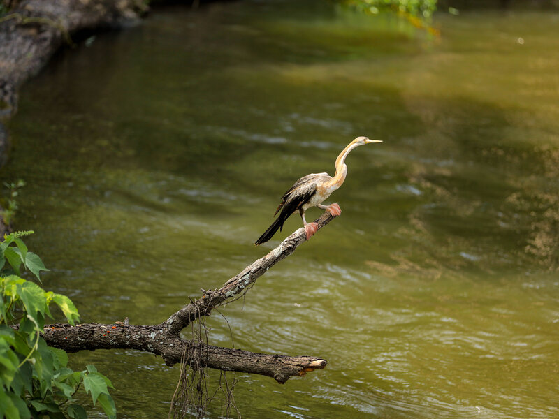 Bird perched on branch over water